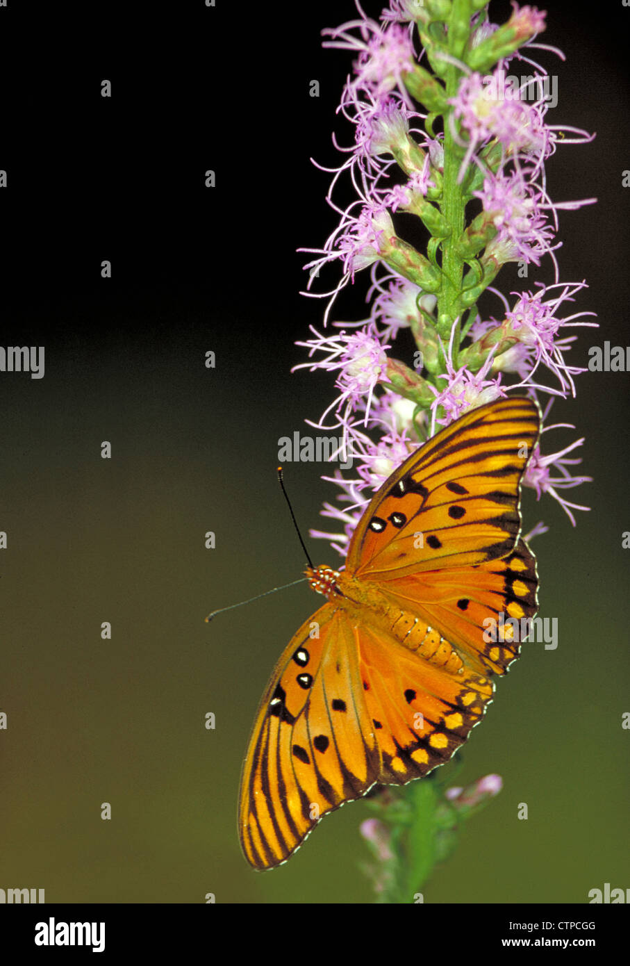 Gulf Fritillary Butterfly on Dense Blazingstar Stock Photo