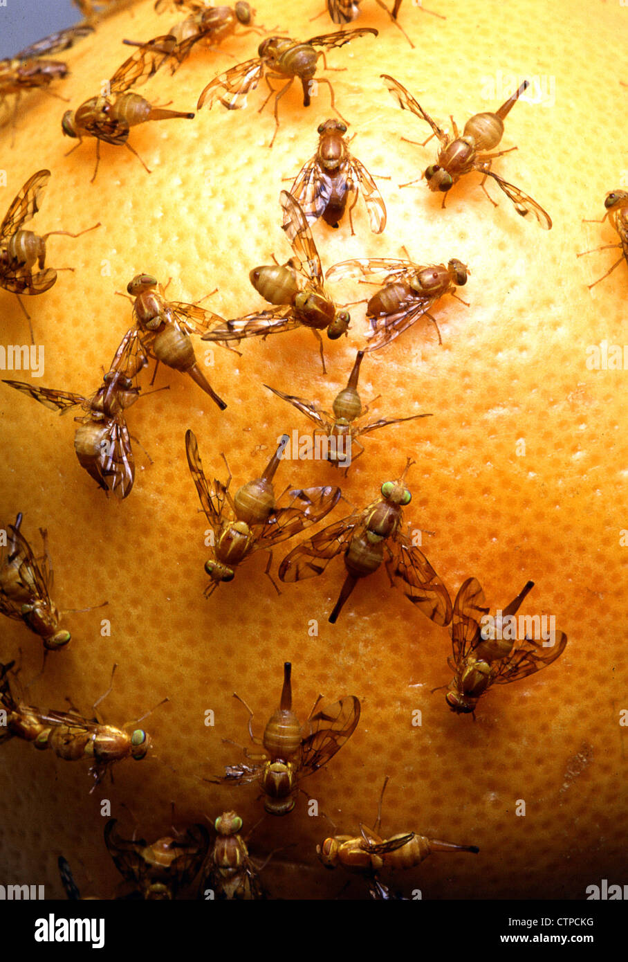 Female Mexican fruit flies photographed on an orange Stock Photo