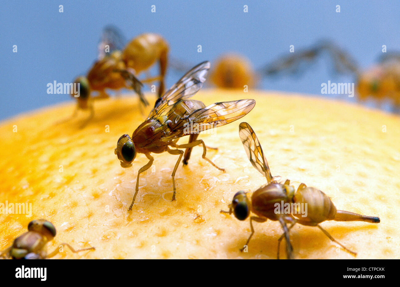 Female Mexican fruit flies Stock Photo