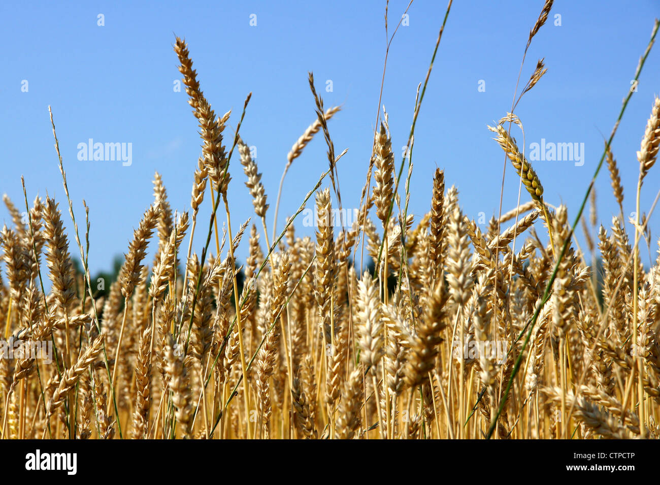 Grain ready for harvest growing in a farm field Stock Photo - Alamy