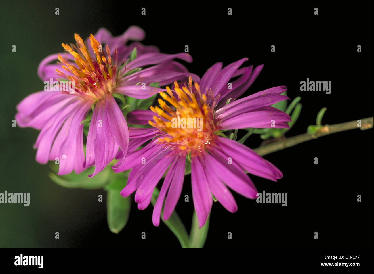Silky Aster Stock Photo
