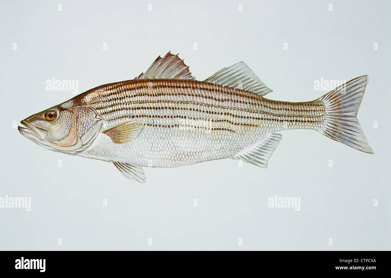 Striped bass, Morone saxatilis fish illustration Stock Photo