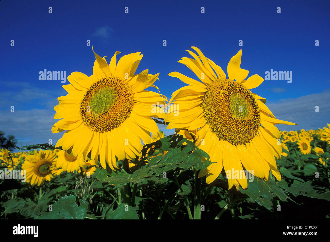sunflowers in a field Stock Photo - Alamy