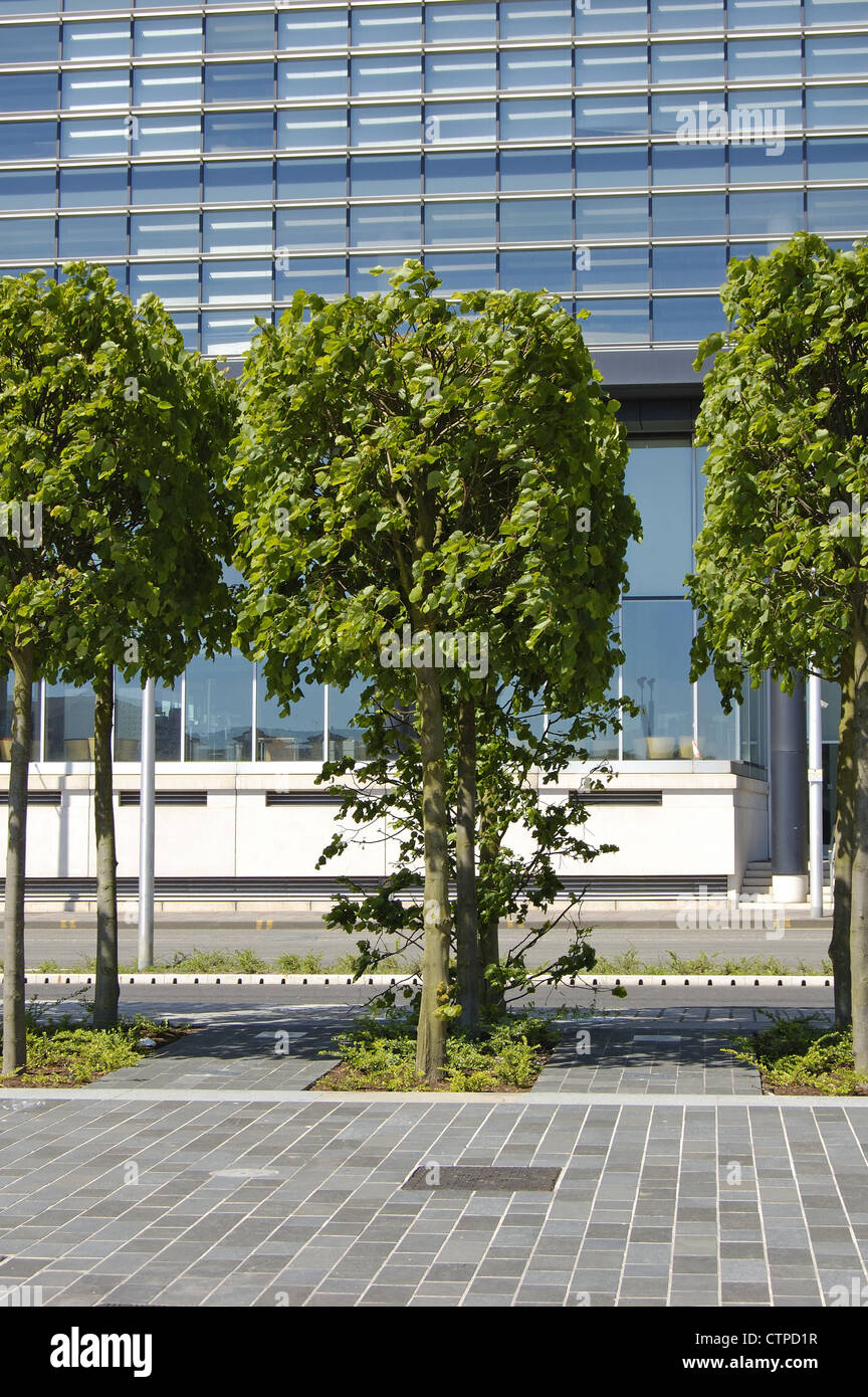 Shaped trees in front of modern office building Stock Photo - Alamy