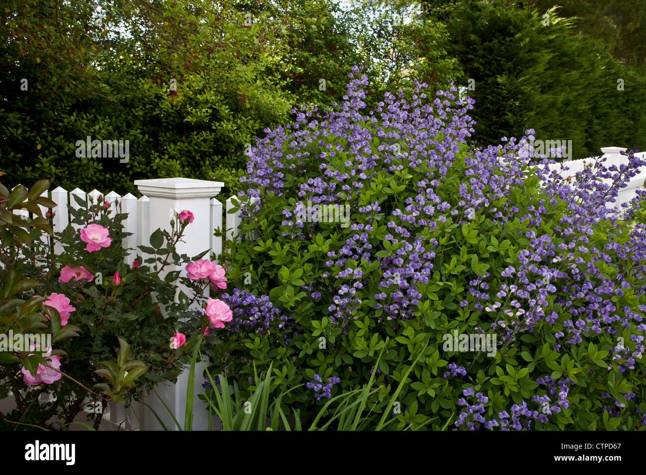 Cottage garden roses lavender hi-res stock photography and images - Alamy