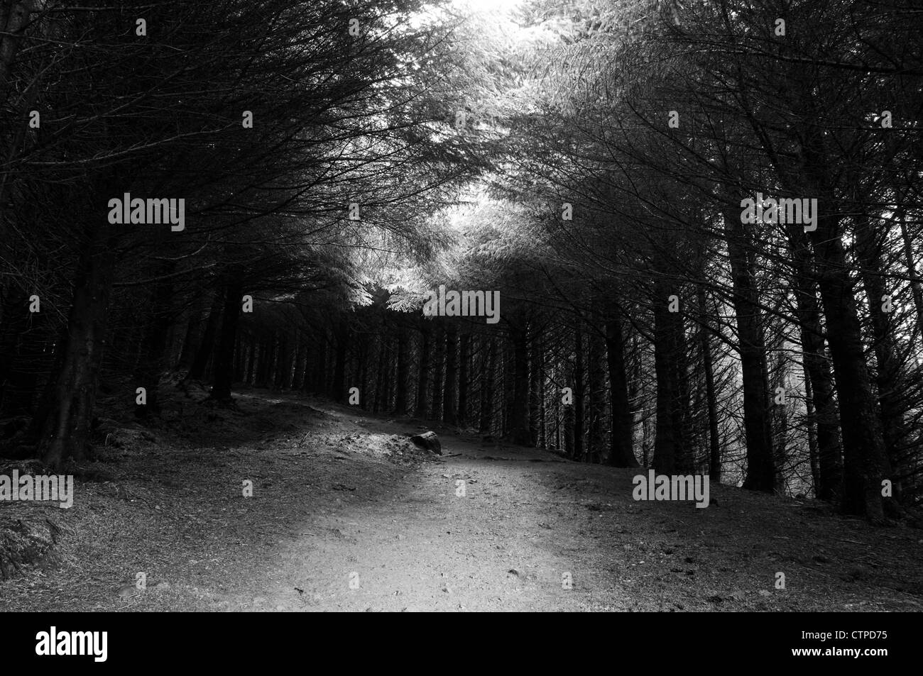 Forest dark, black and white landscape, Isle of Skye Scotland Stock Photo