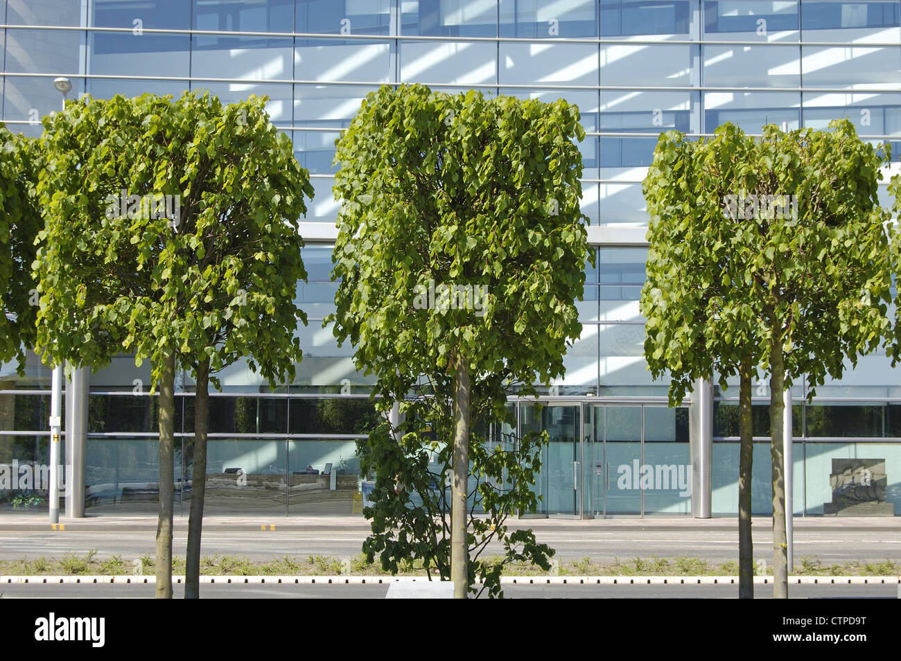 Shaped trees and street in front of modern office building Stock Photo