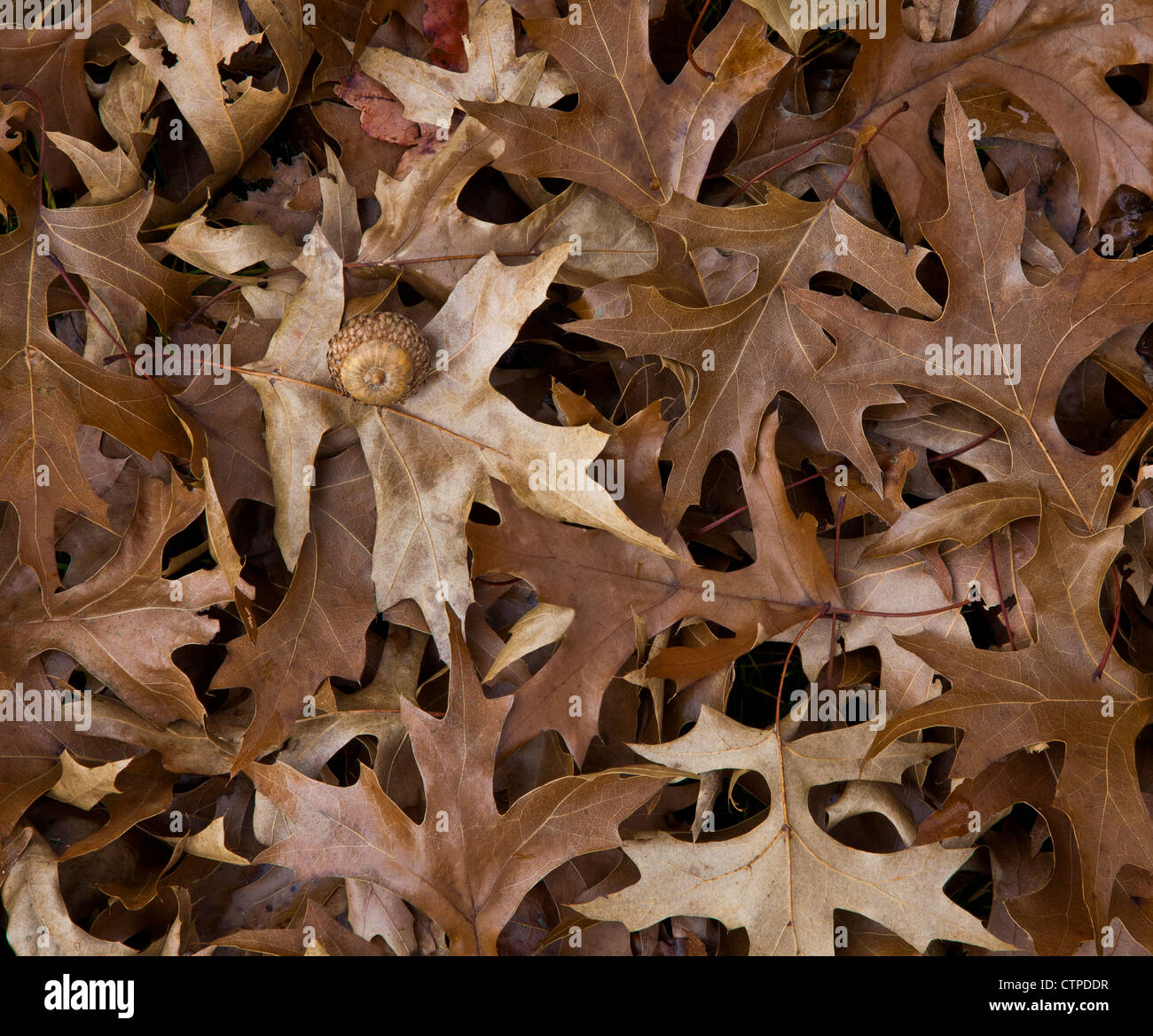 Autumn leaves close up of fallen dry brown dry fallen Oak leaves from a tree on ground and one acorn in New Jersey, USA, closeup foliage pt Stock Photo