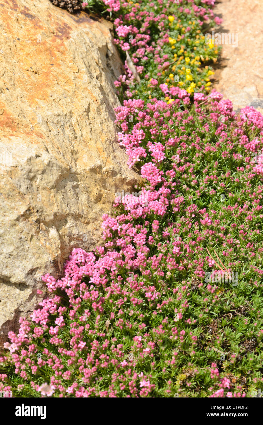 Woodruff (Asperula pontica) Stock Photo