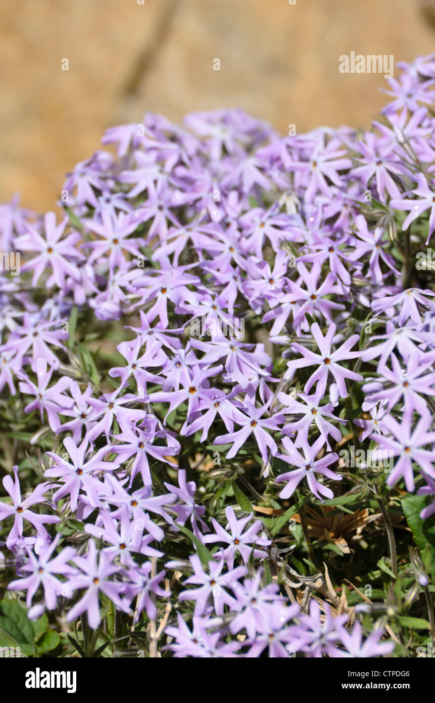 Sand phlox hi-res stock photography and images - Alamy