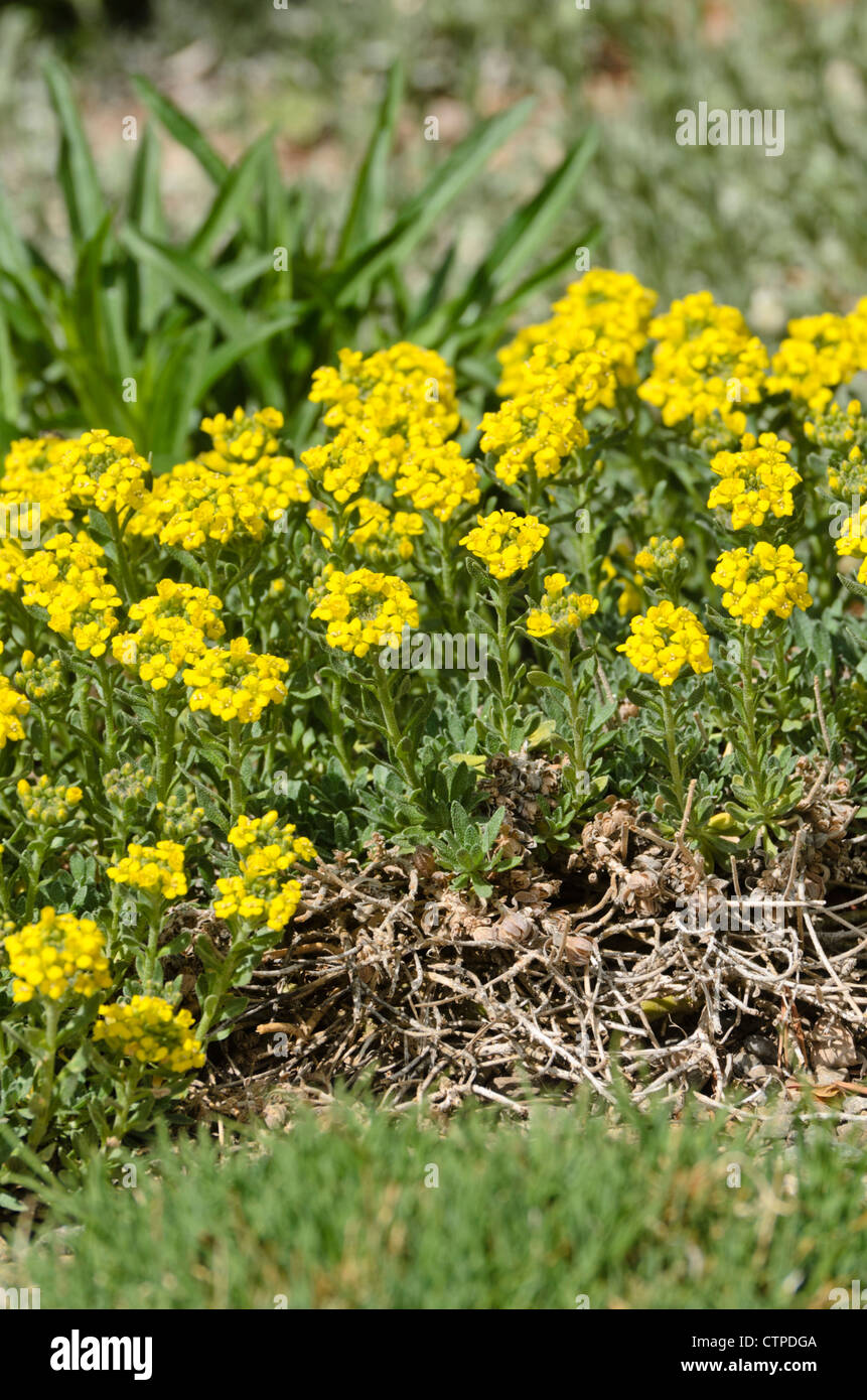 Yellow alyssum hi-res stock photography and images - Alamy