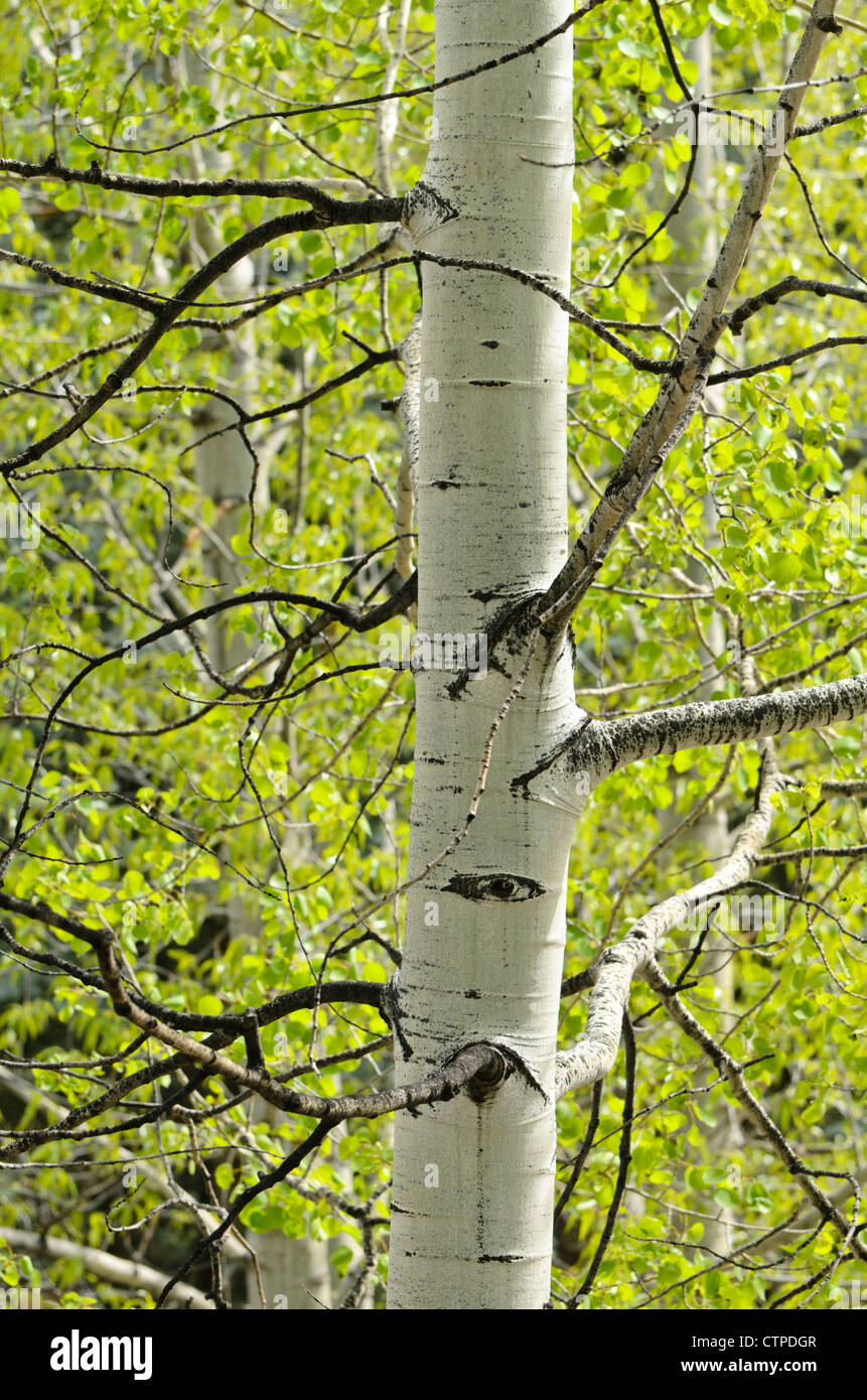 Trembling aspen (Populus tremuloides) Stock Photo