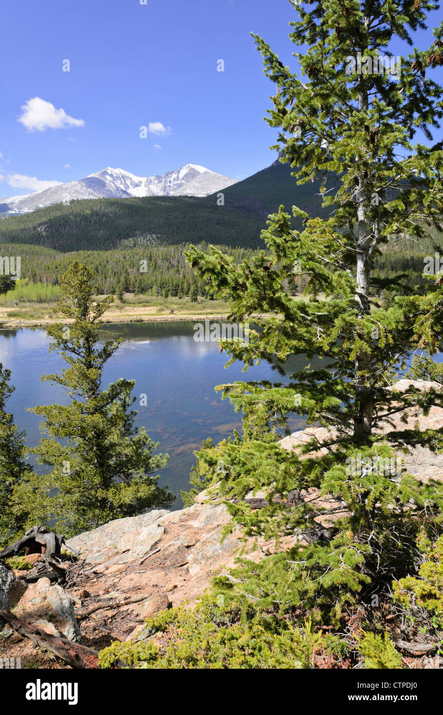 Colorado blue spruce (Picea pungens) at Lily Lake, Rocky Mountain National Park, Colorado, USA Stock Photo
