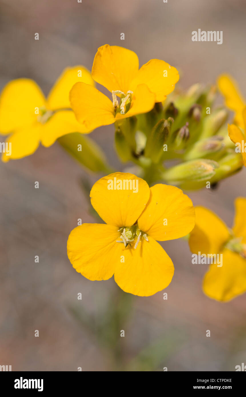 Western wallflower (Erysimum asperum) Stock Photo