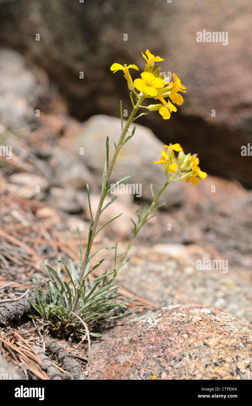 Western wallflower (Erysimum asperum) Stock Photo