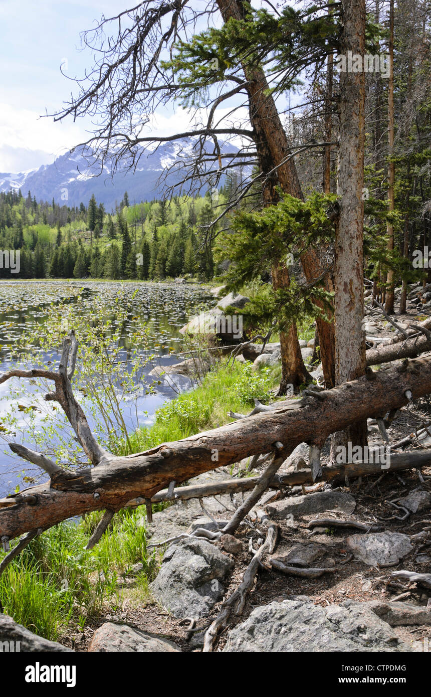 Cub Lake, Rocky Mountain National Park, Colorado, USA Stock Photo