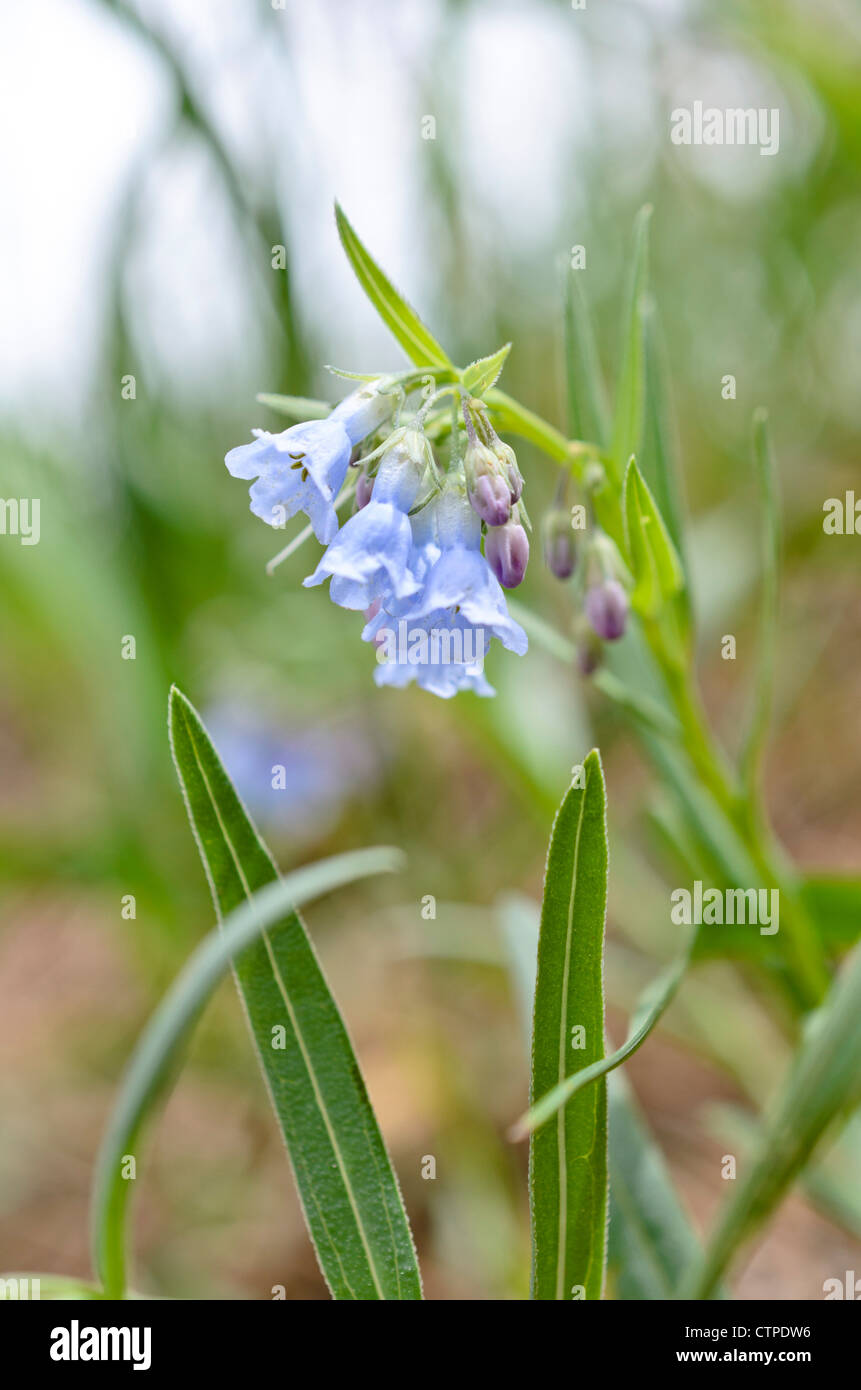 Prairie bluebells (Mertensia lanceolata) Stock Photo
