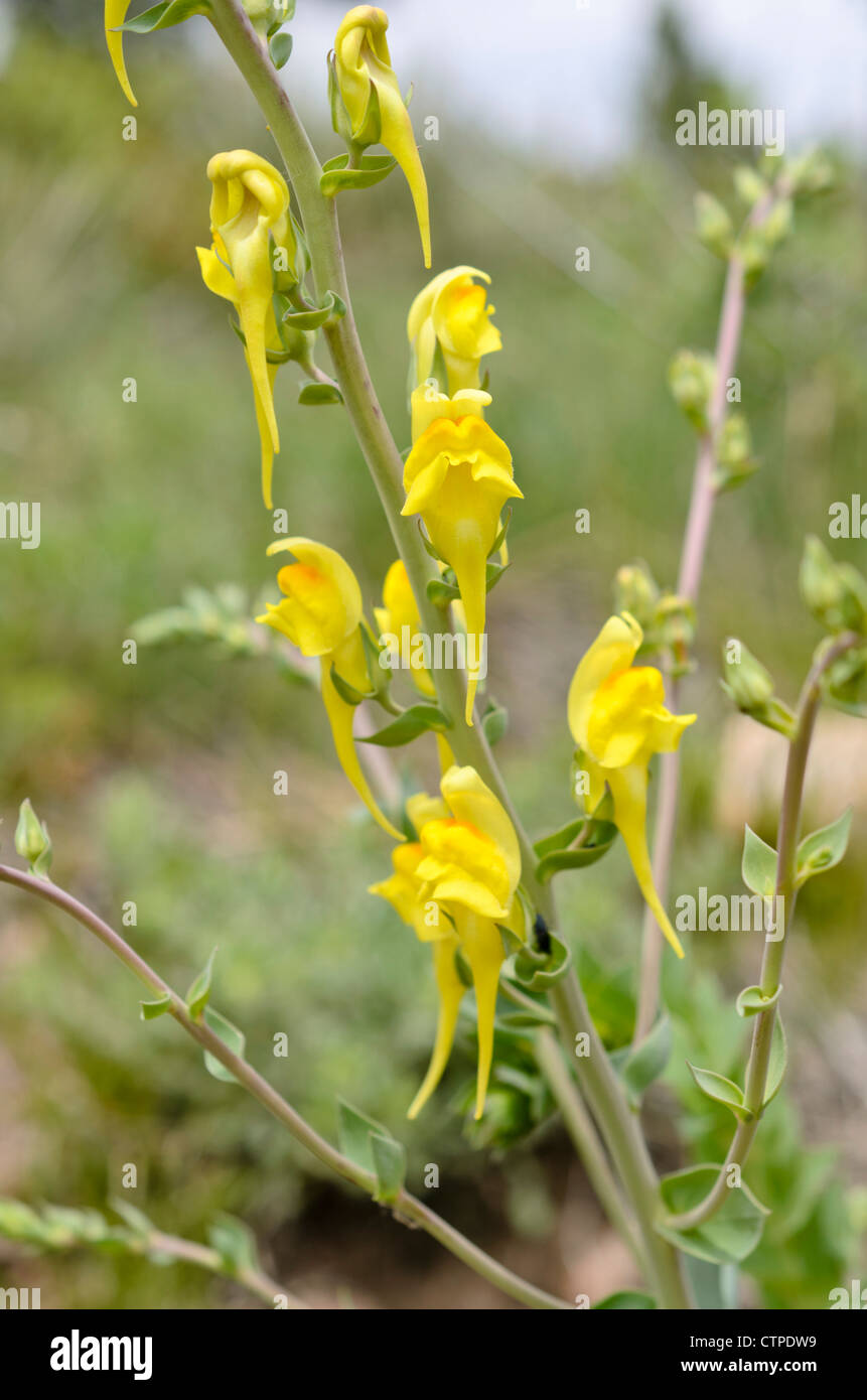 Dalmatian toadflax (Linaria dalmatica) Stock Photo