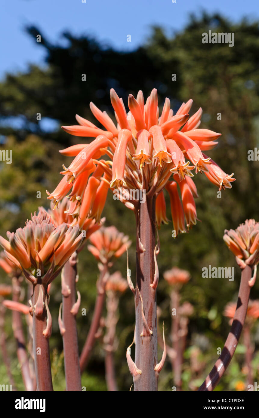 Soap aloe (Aloe saponaria) Stock Photo