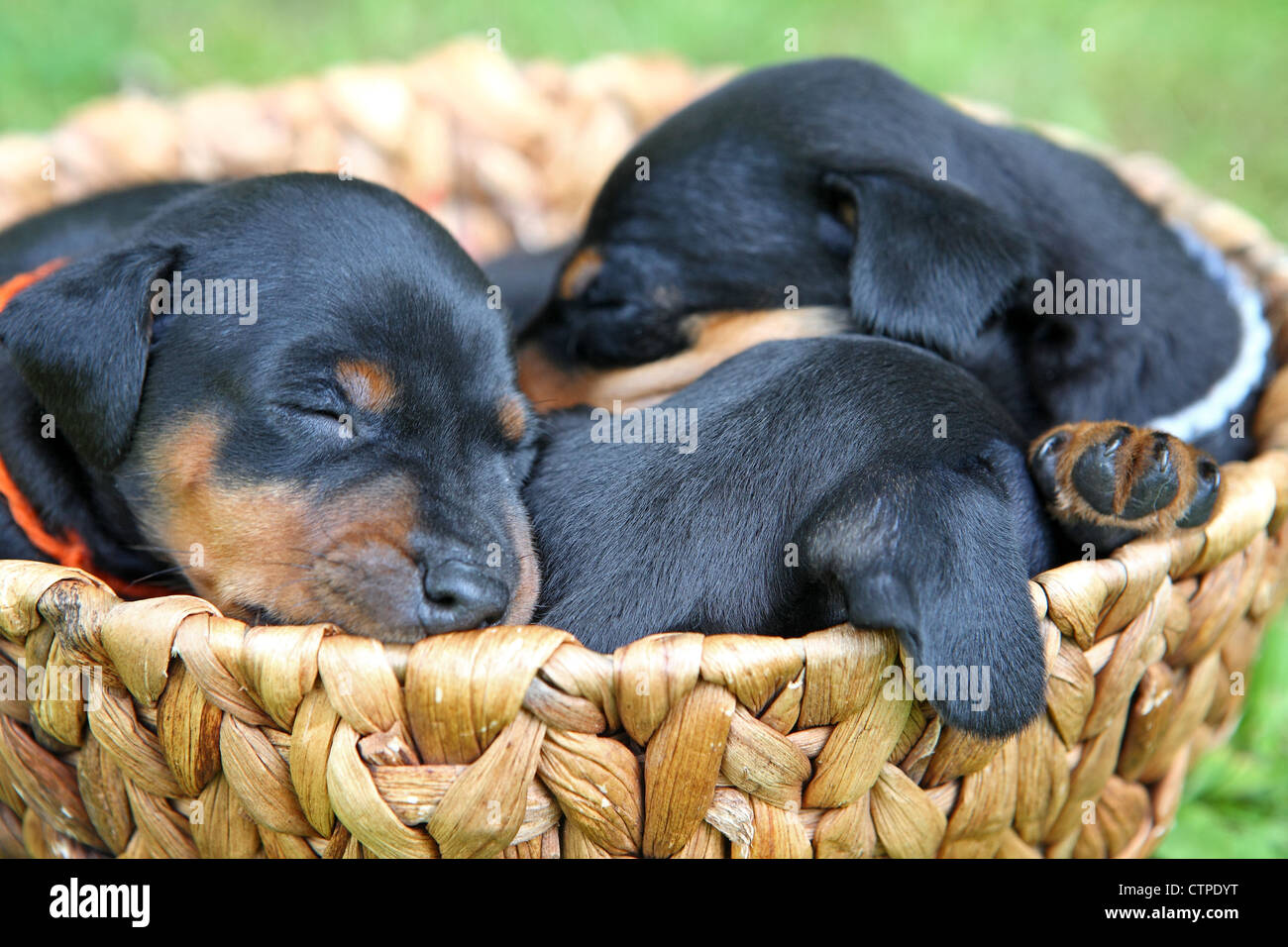 The Miniature Pinscher puppies, 1 months old Stock Photo