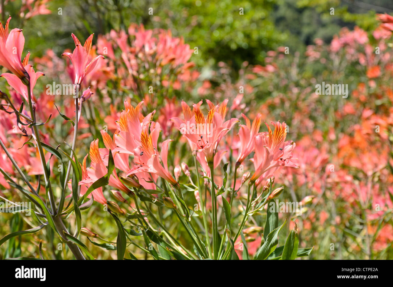 Peruvian lily (Alstroemeria ligtu) Stock Photo