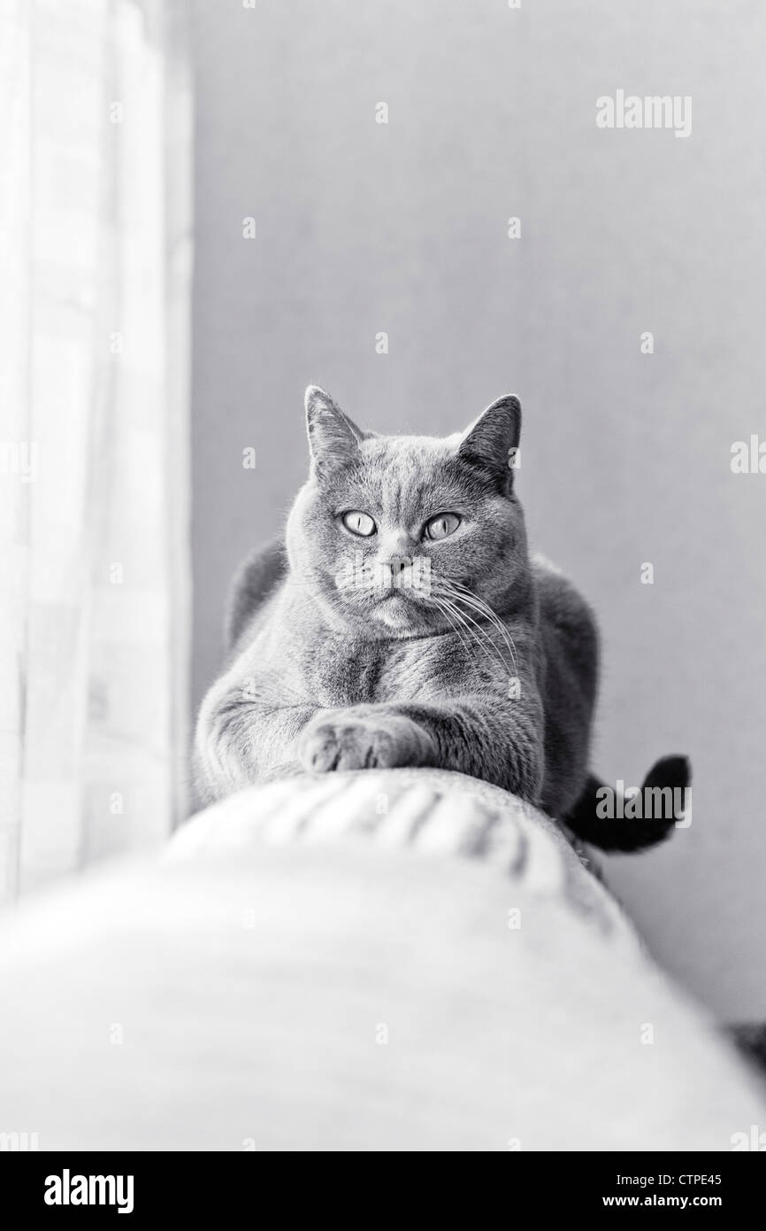 British gray cat lying in the window close up Stock Photo - Alamy