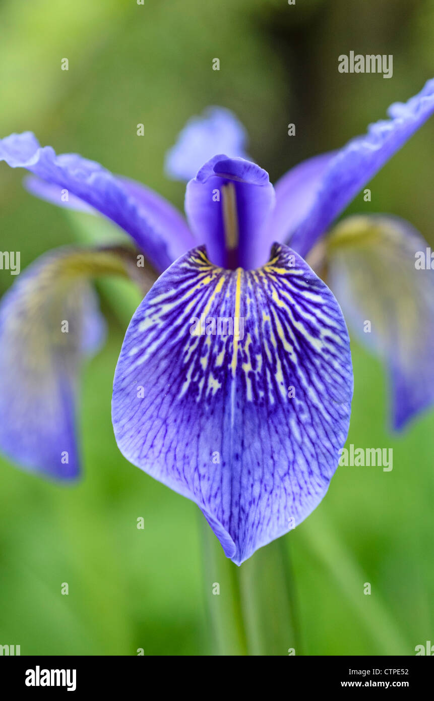 Bulley's iris (Iris bulleyana) Stock Photo