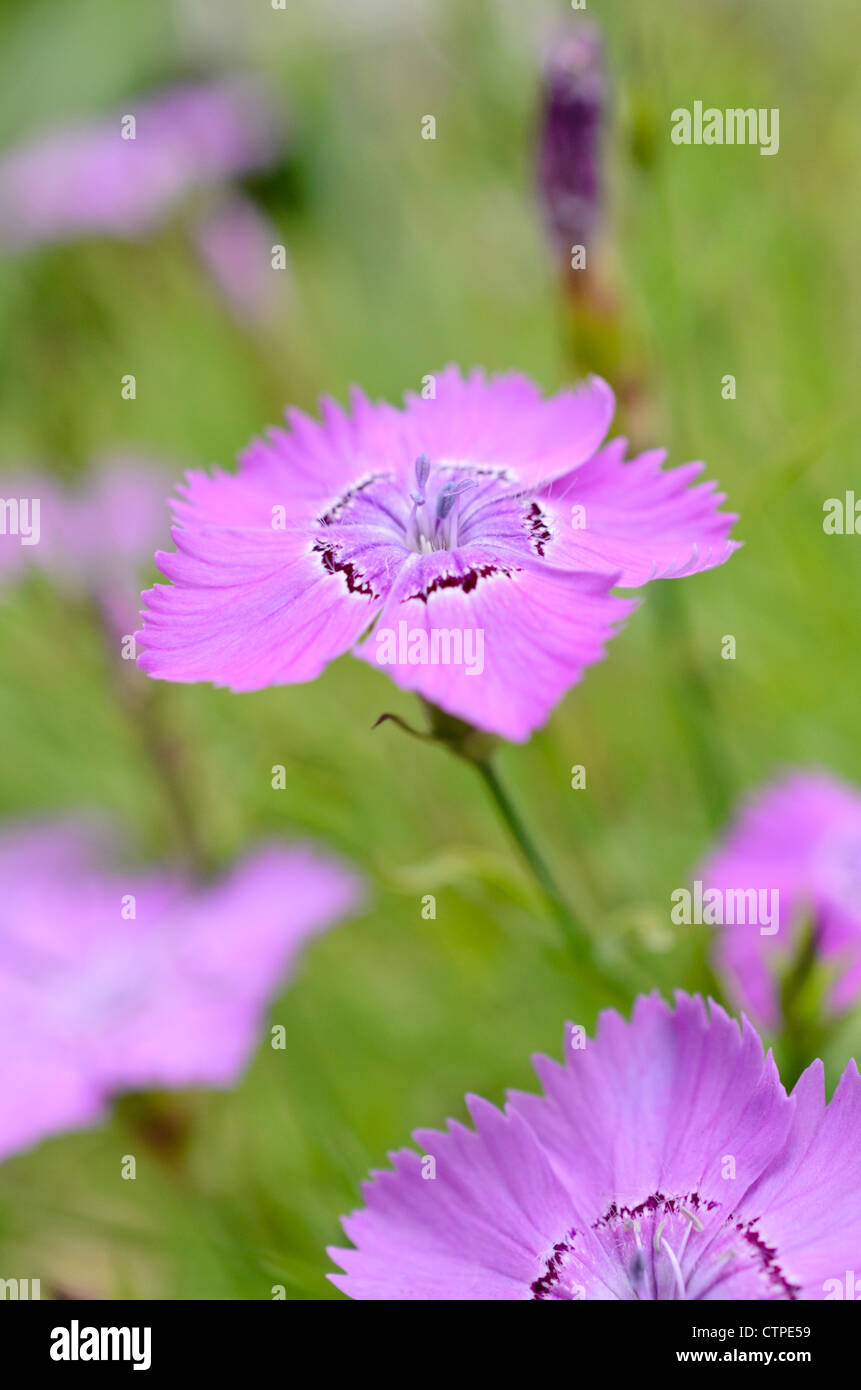 Chinese pink (Dianthus chinensis) Stock Photo