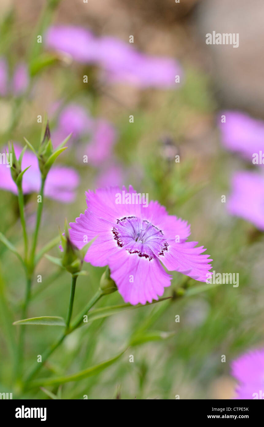 Chinese pink (Dianthus chinensis) Stock Photo