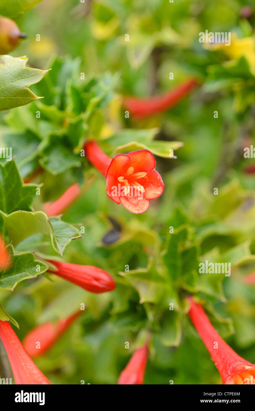 Chilean holly (Desfontainia spinosa) Stock Photo