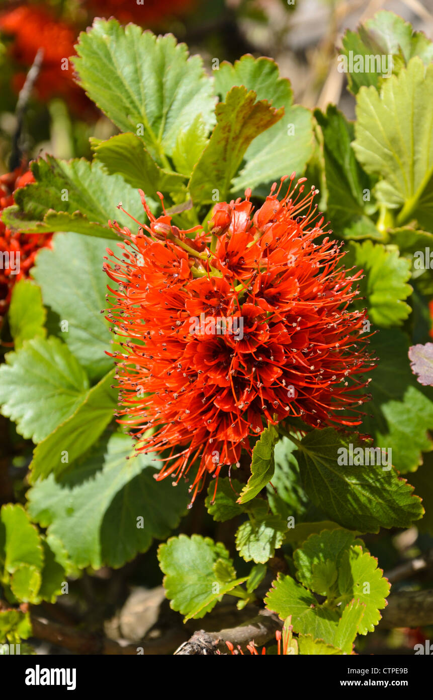 Natal bottlebrush (Greyia sutherlandii) Stock Photo
