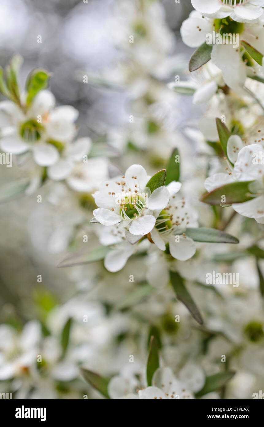 Lemon-scented tea tree (Leptospermum petersonii) Stock Photo