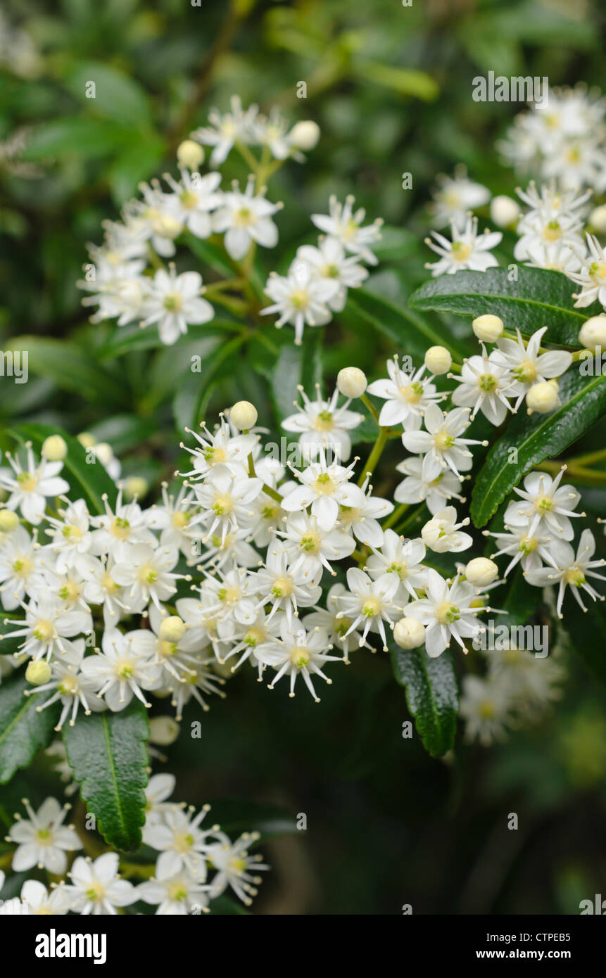 Whitey wood (Acradenia frankliniae) Stock Photo