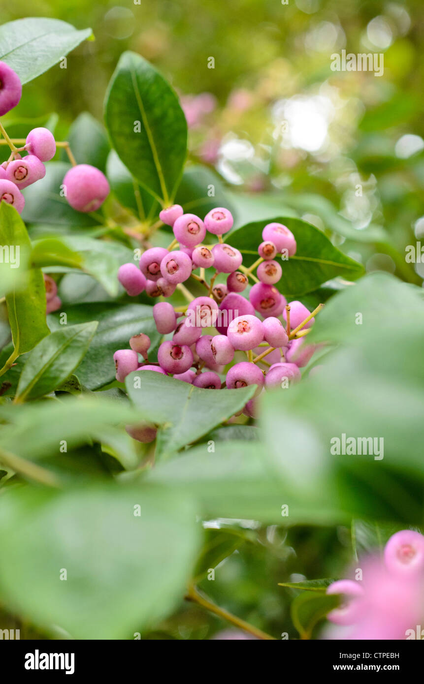 Lilly pilly (Syzygium smithii) Stock Photo