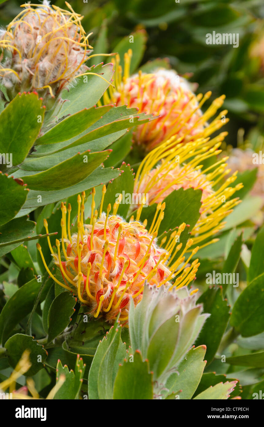 Pincushion (Leucospermum cordifolium 'Veld Fire') Stock Photo