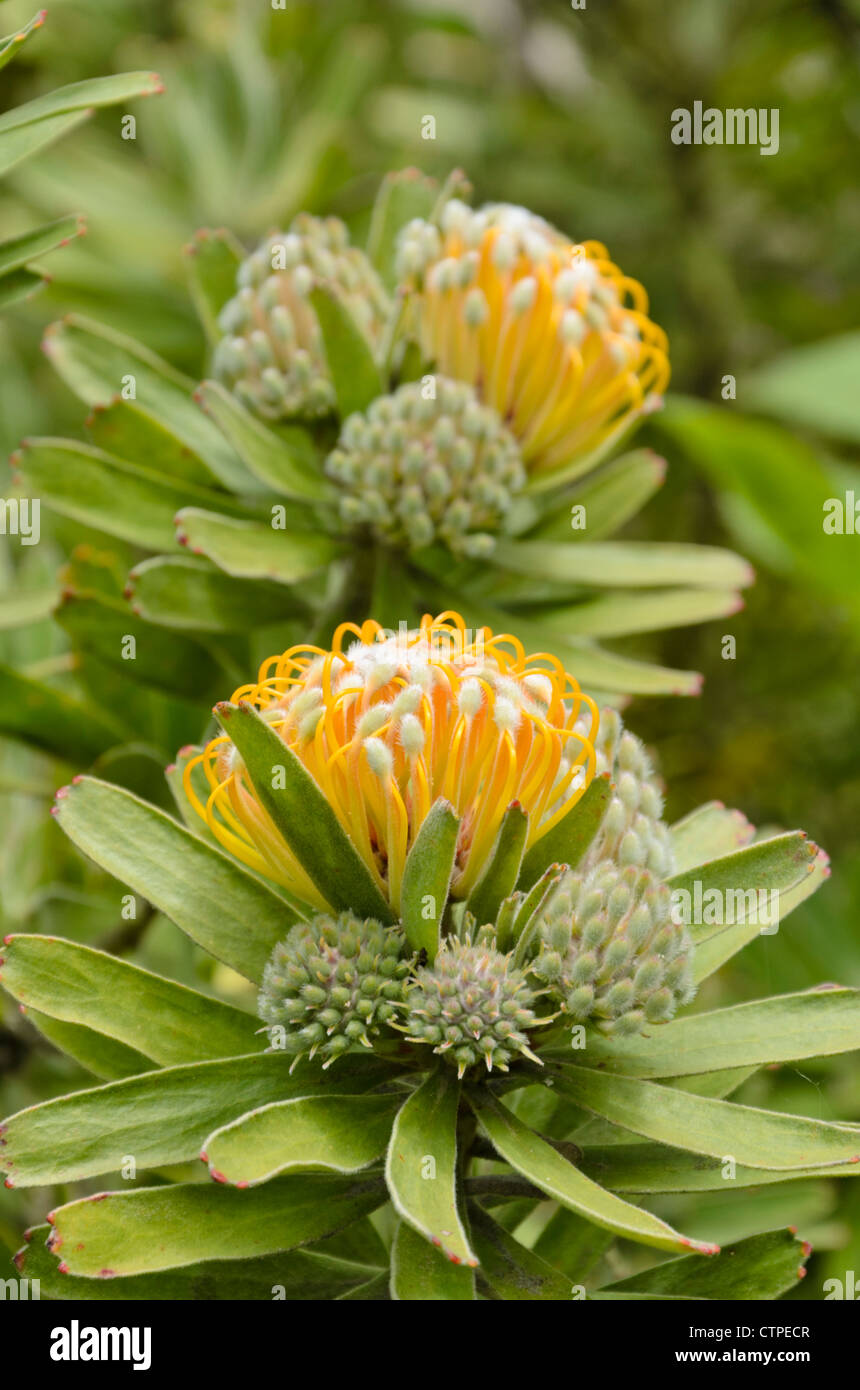 Oudtshoorn pincushion (Leucospermum erubescens) Stock Photo