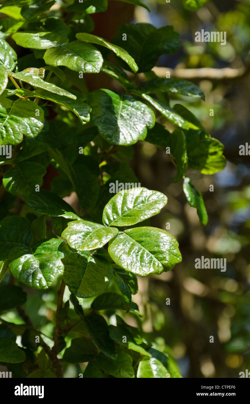 Poison oak (Rhus diversiloba syn. Toxicodendron diversilobum) Stock Photo