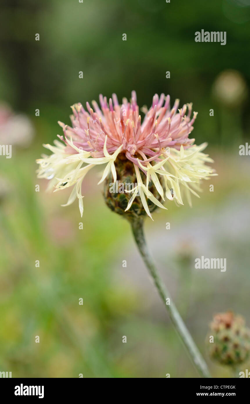Knapweed (Centaurea rupestris) Stock Photo