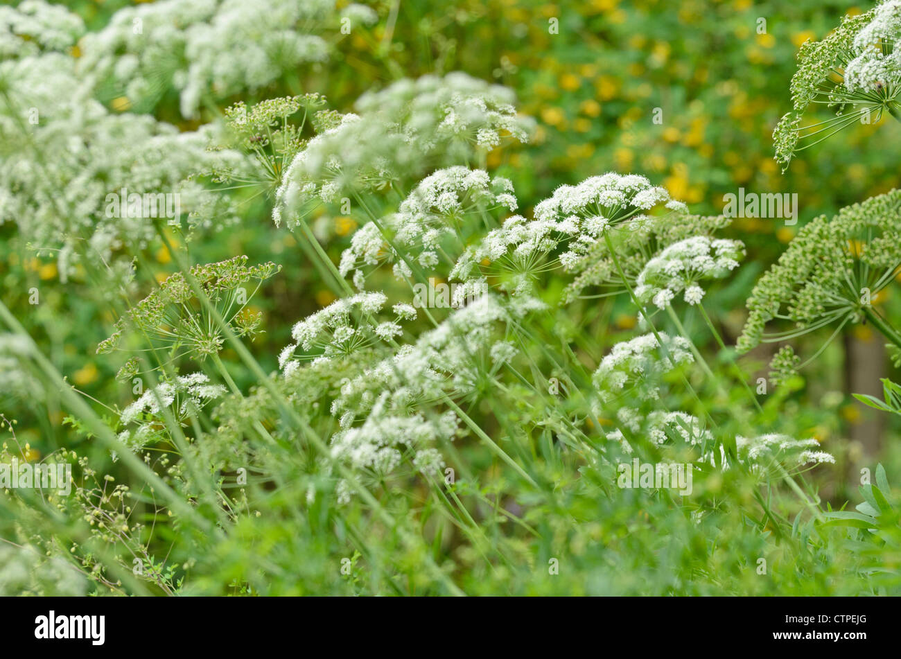 Laserpitium siler Stock Photo