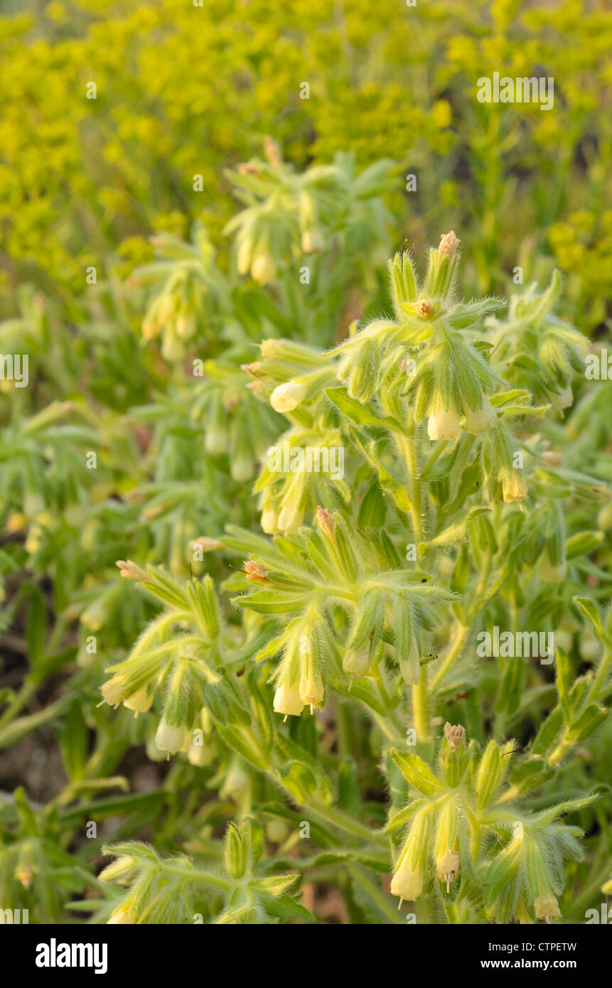 Golden drop (Onosma arenaria) Stock Photo