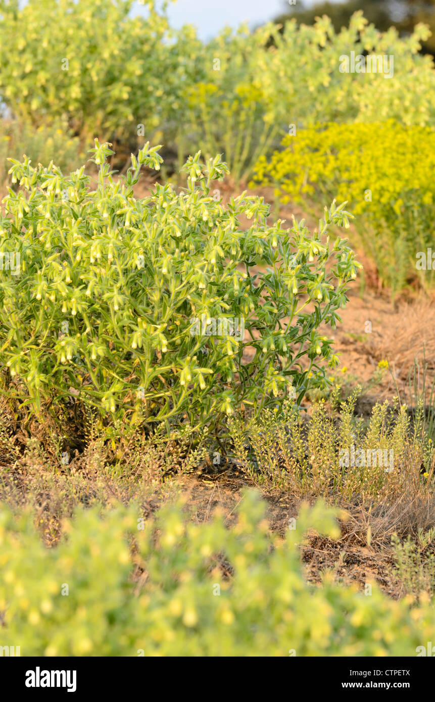 Golden drop (Onosma arenaria) Stock Photo