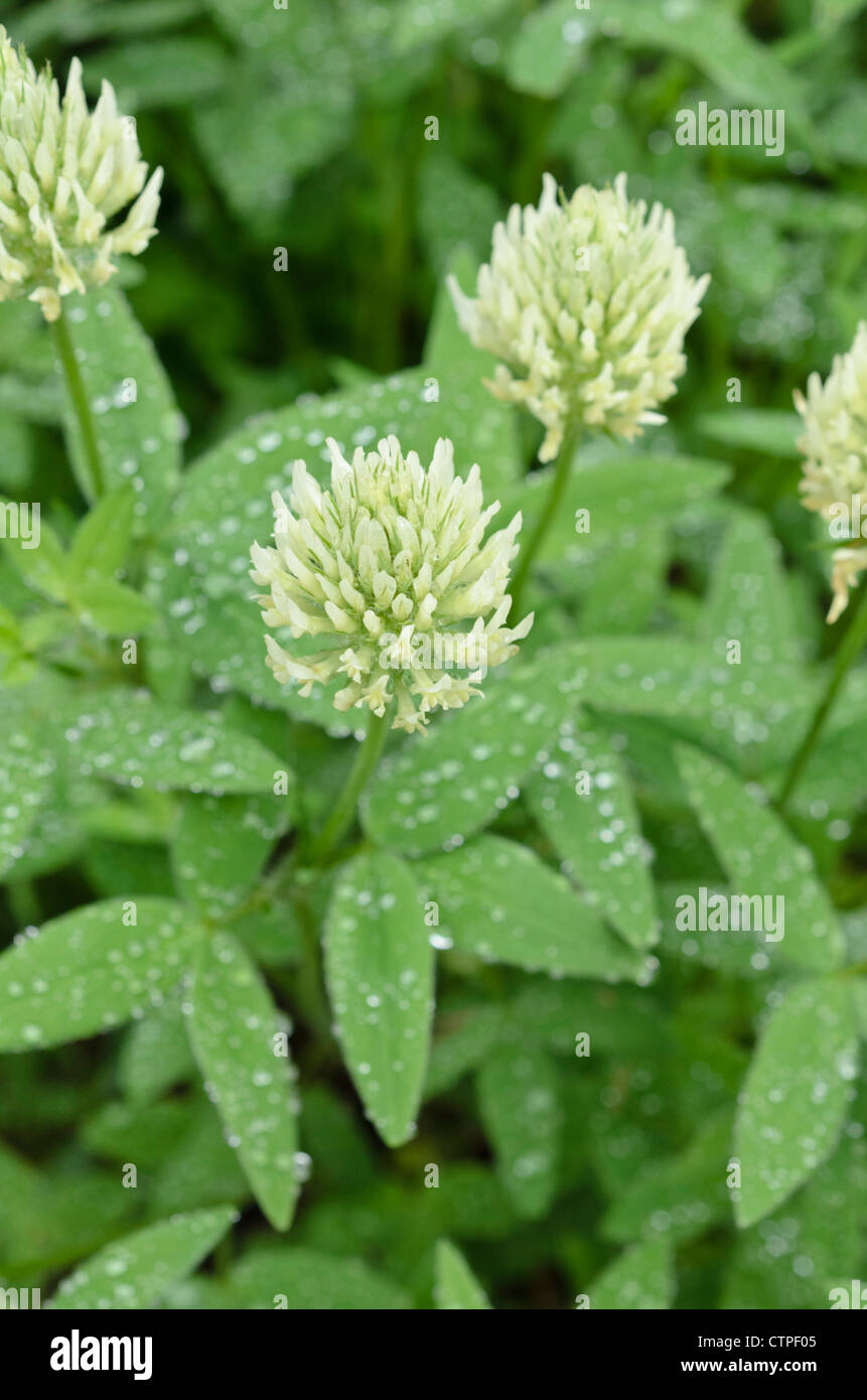 Hungarian clover (Trifolium pannonicum) Stock Photo
