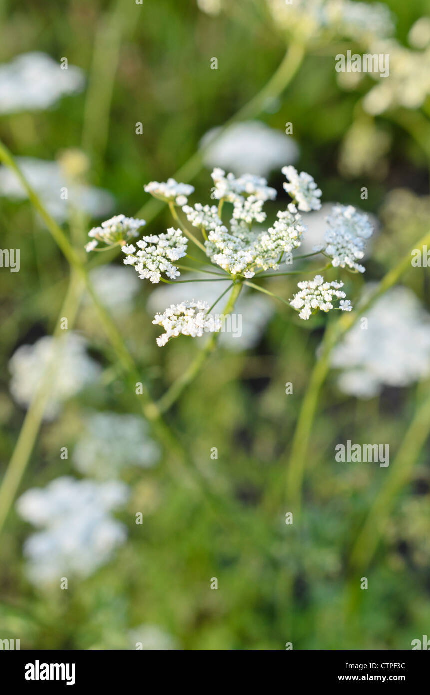 Anise (Pimpinella anisum Stock Photo - Alamy