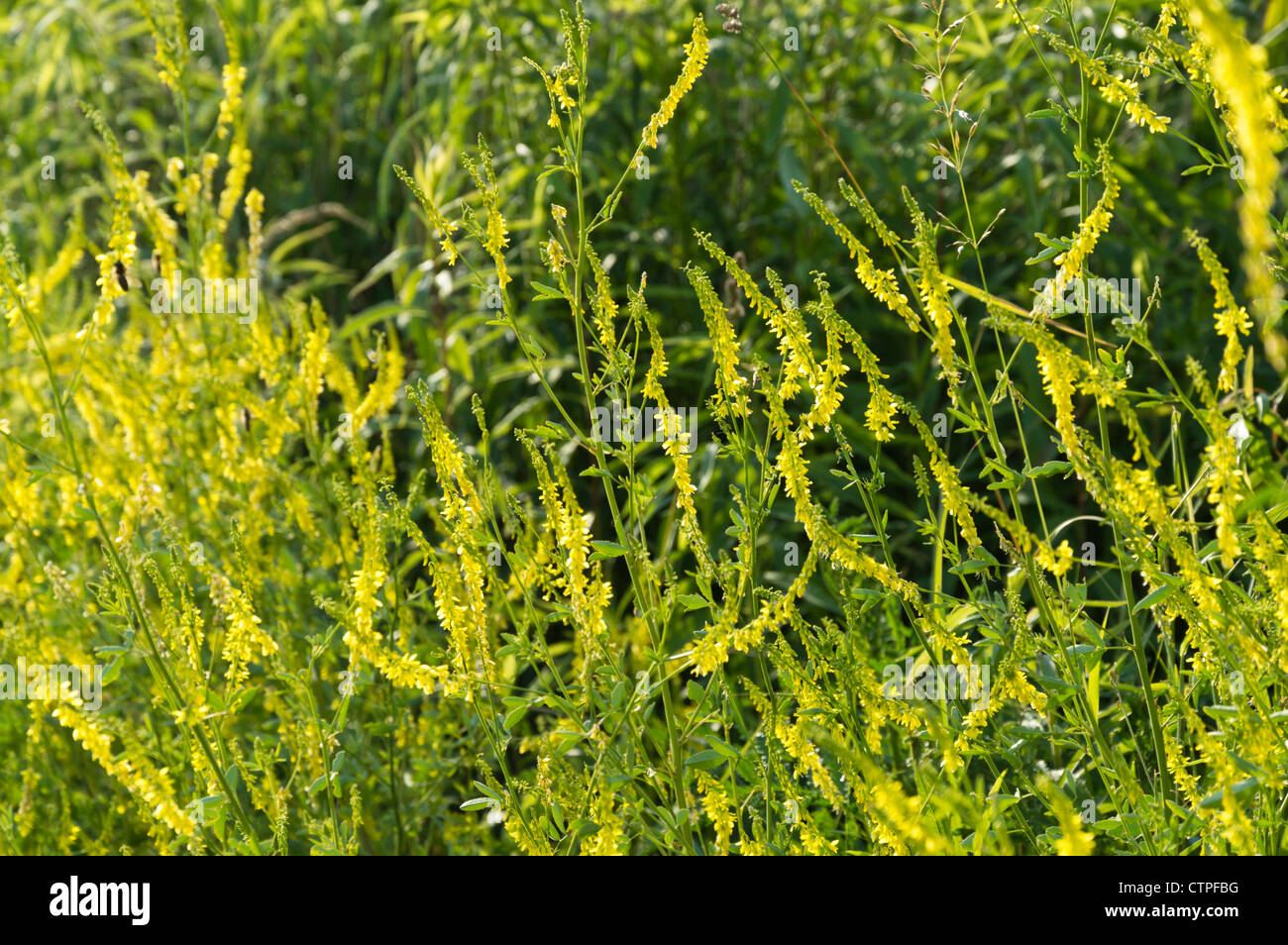 Yellow sweet clover (Melilotus officinalis Stock Photo Alamy