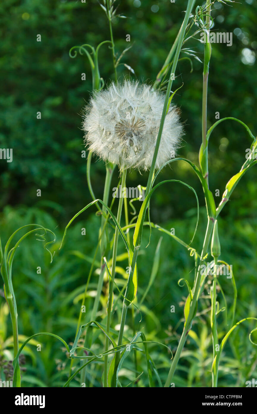 Meadow salsify (Tragopogon pratensis) Stock Photo