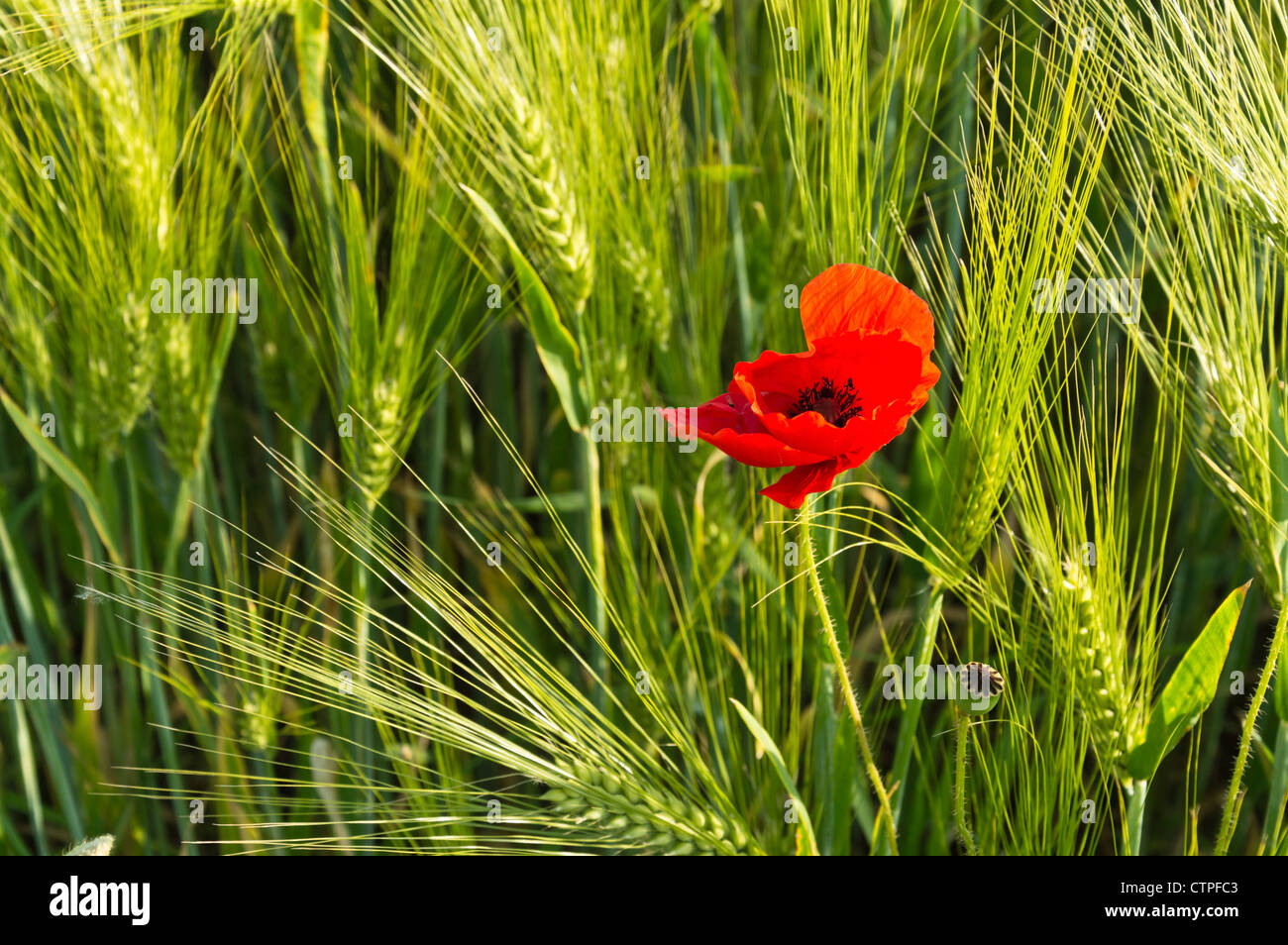 Corn poppy (Papaver rhoeas) and barley (Hordeum vulgare) Stock Photo