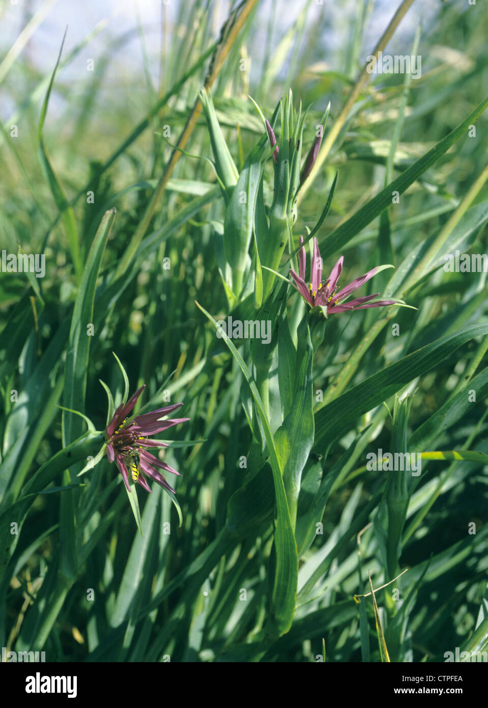 SALSIFY Tragopogon porrifolius (Asteraceae Stock Photo Alamy