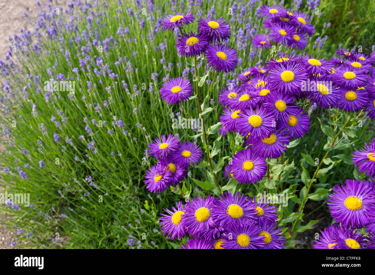 Aspen fleabane (Erigeron speciosus 'Dominator') and common lavender (Lavandula angustifolia) Stock Photo