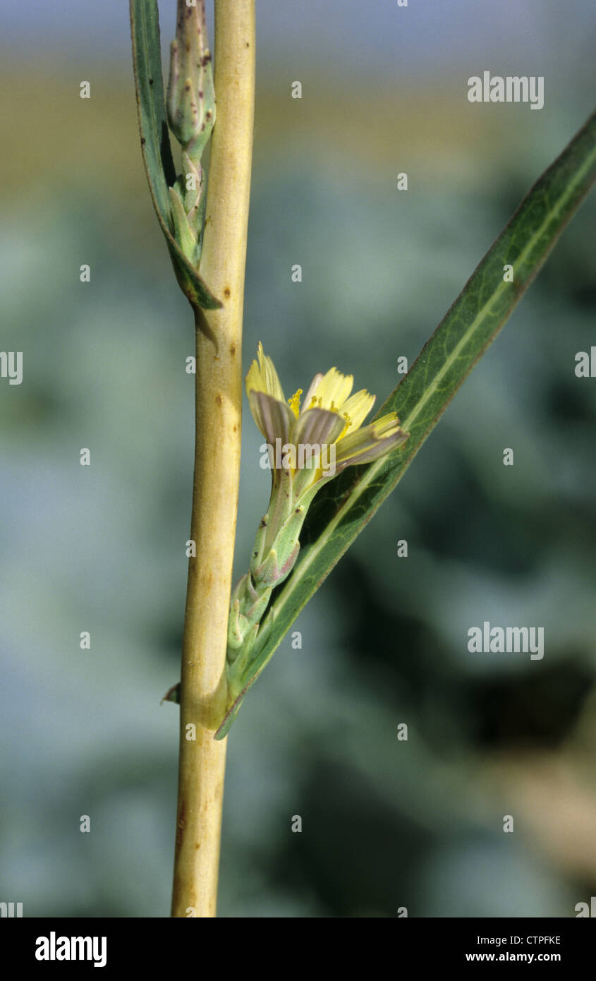 LEAST LETTUCE (Lactuca saligna (Asteraceae) Stock Photo