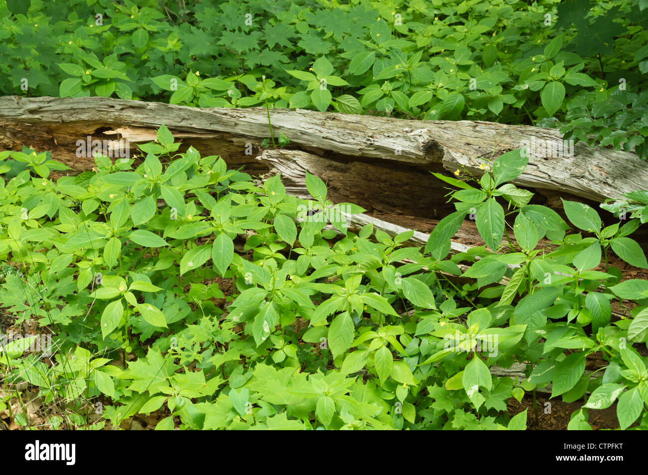 Small balsam (Impatiens parviflora) at a dead tree trunk Stock Photo